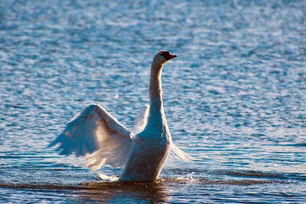 Haiku: Swans on the&nbsp;Bay