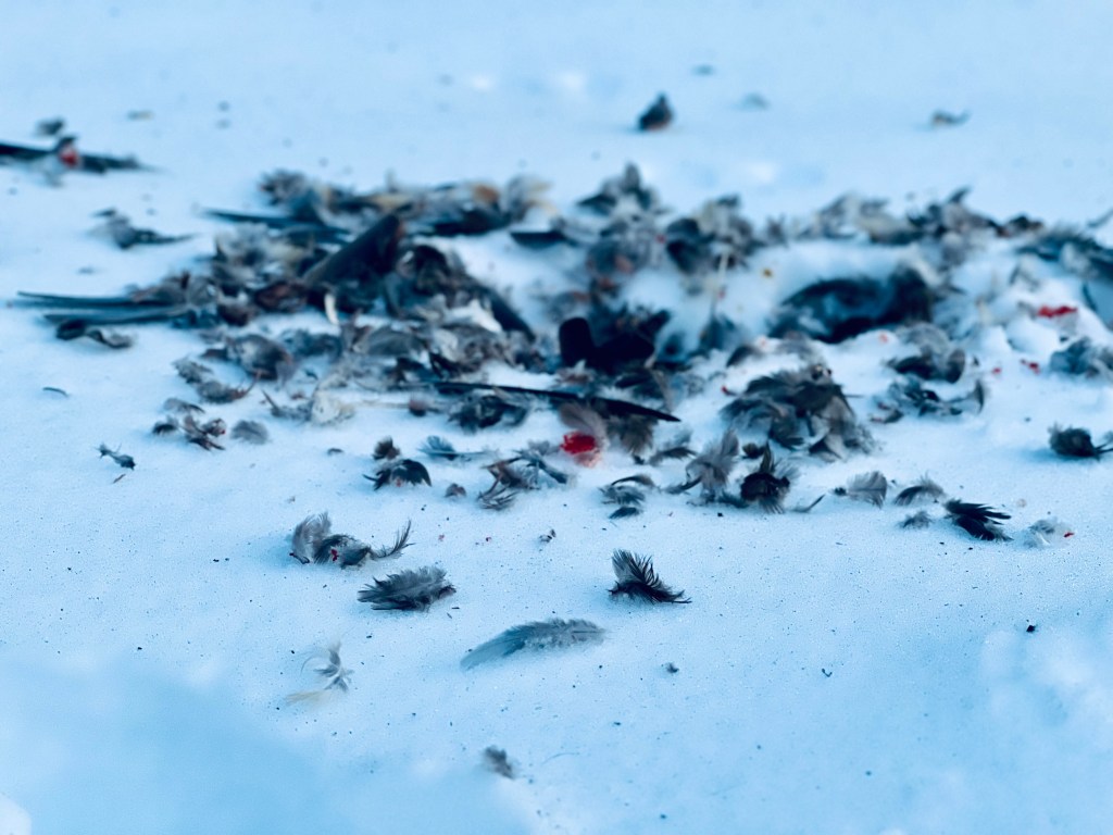 Postcard: The Hawk in&nbsp;Winter