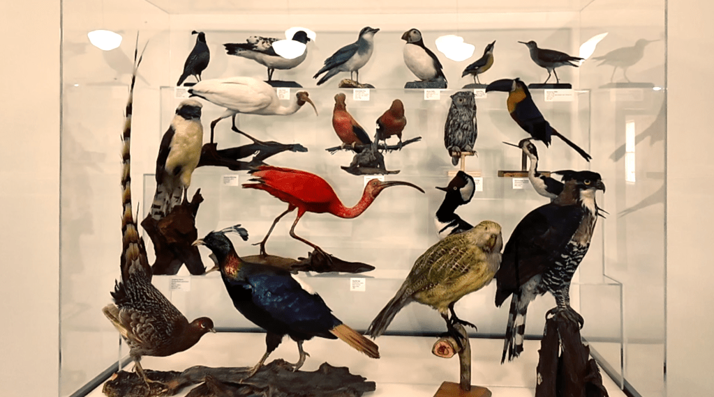 Taxidermy birds are displayed in a glass case.