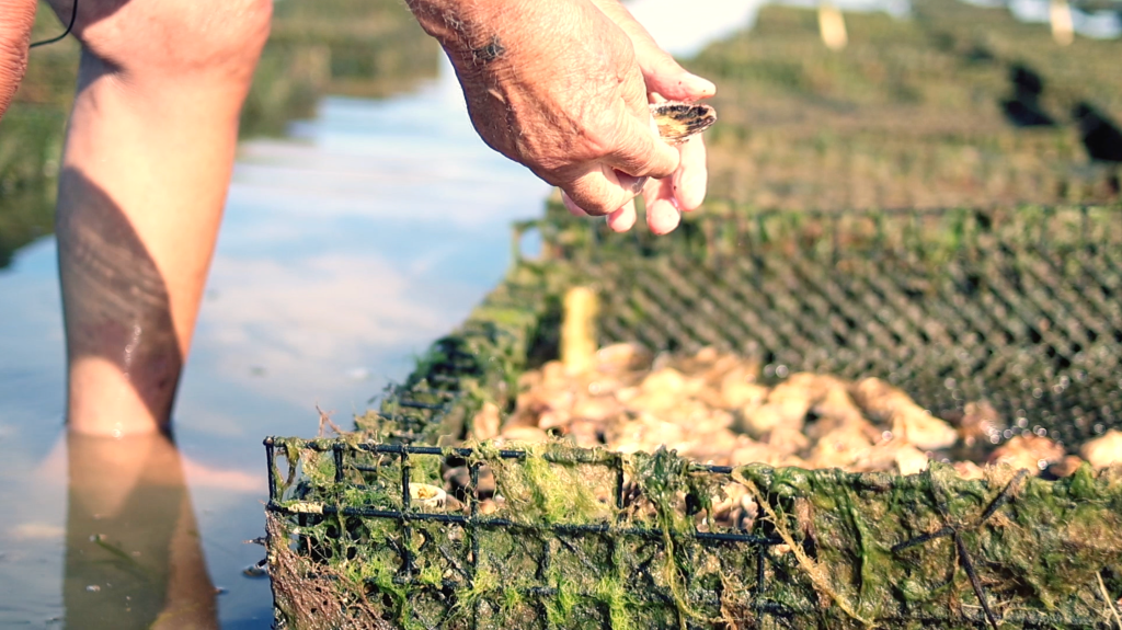 A man picks oysters out of a cage in the Brewster Flats.