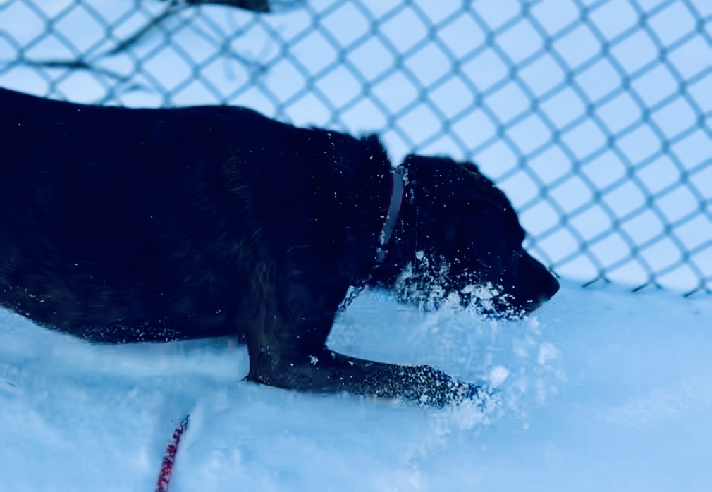 Haiku: Dog Days of&nbsp;February